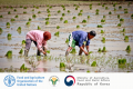 Philippines to take part in global rice value chain development initiative by FAO and Republic of Korea